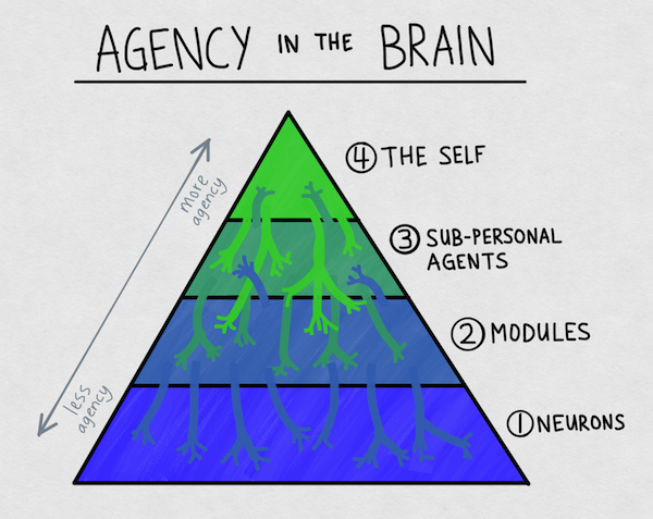 agency_in_the_brain