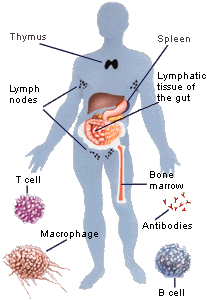 immune_system