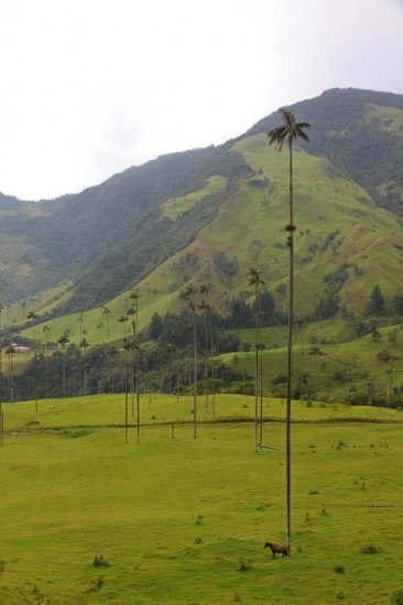 wax_palm_cocora_valley